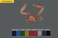 藏品(岩瓷蟹屬)的圖片